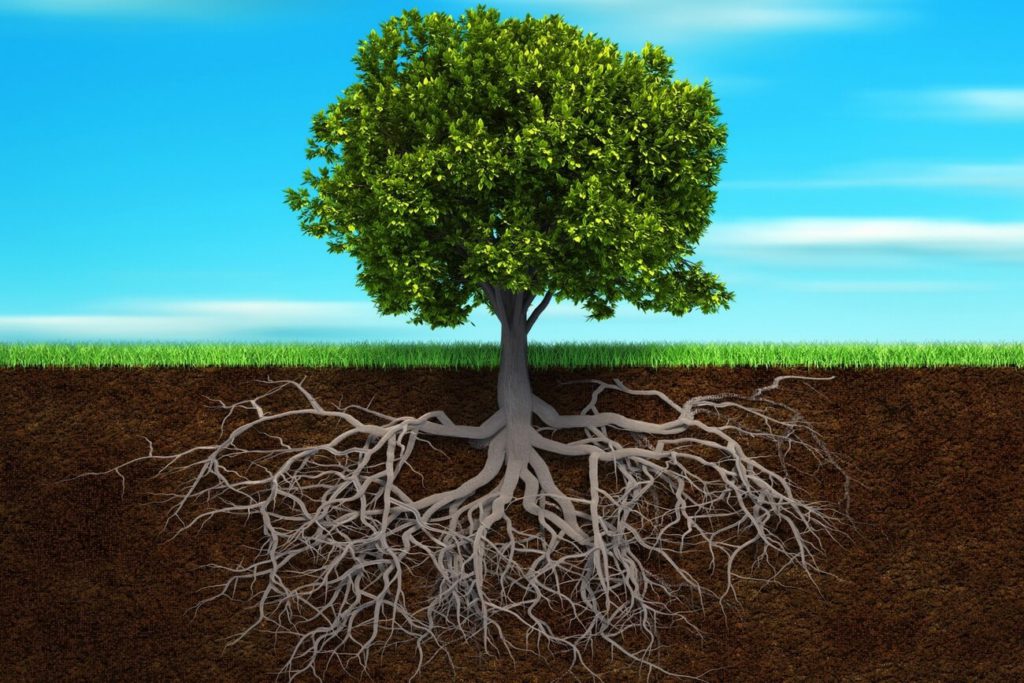 прикорневой полив