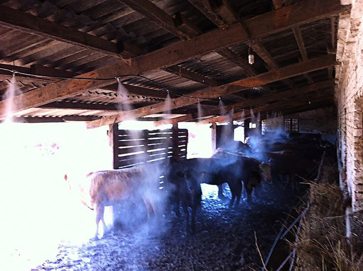 охлаждение туманом в коровнике