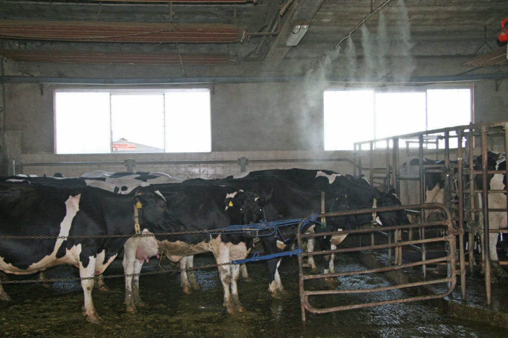 Фото туман в коровнике для температуры