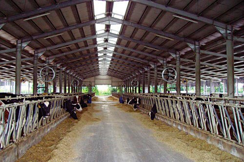 применения систем туманообразования в молочном животноводстве