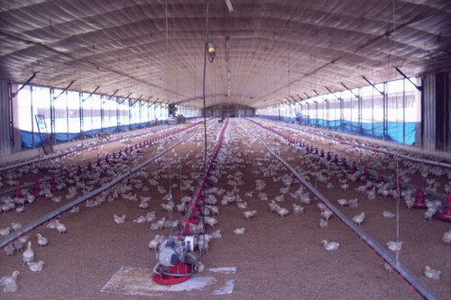 Фото туман для охлаждения инкубатора