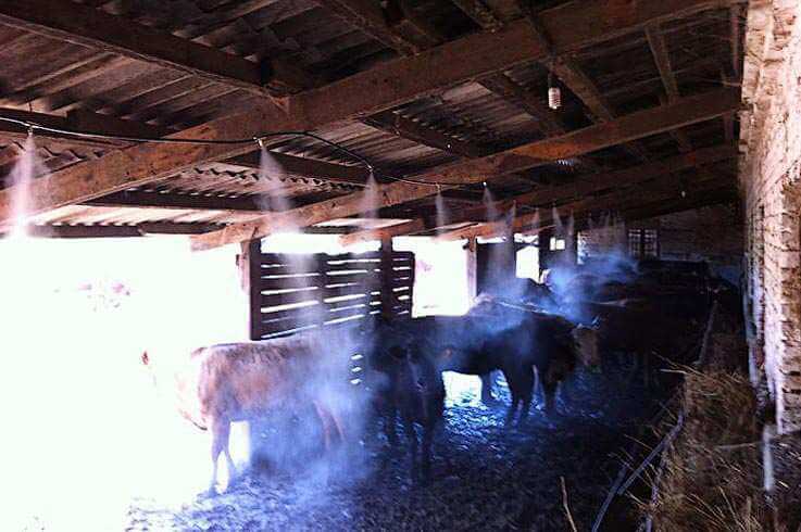 Водяной тумана для охлаждения животных