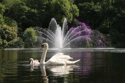 Аэрационный фонтан Equinox от компании Otterbine и лебеди