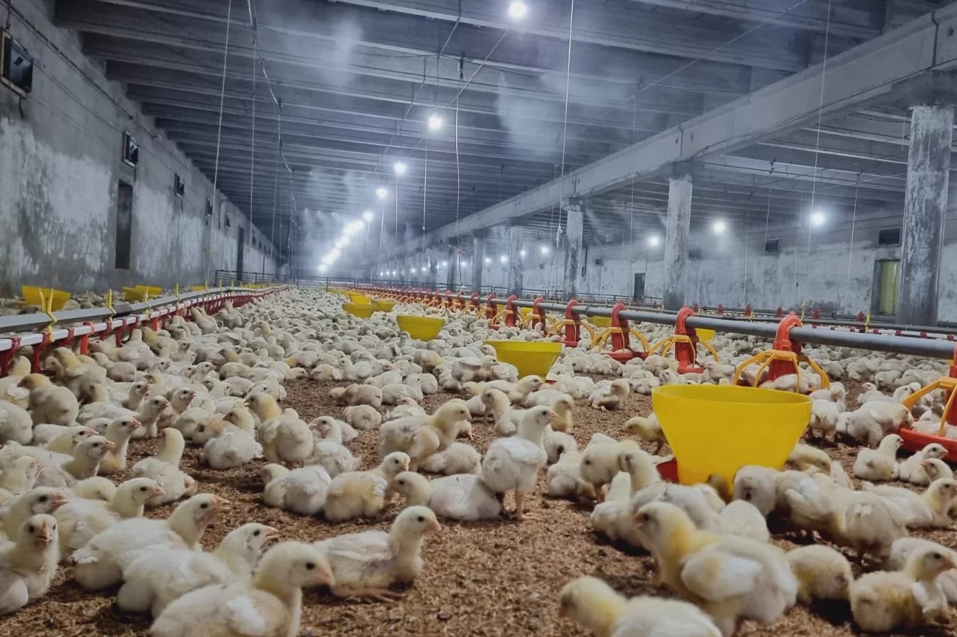 Системы туманад для птицефабрик