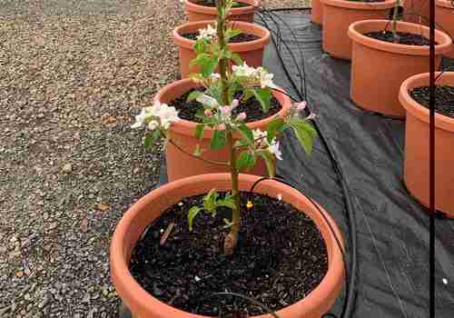 Системи поливу для садових центрів