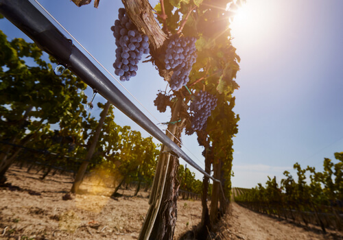 полив садов и виноградников
