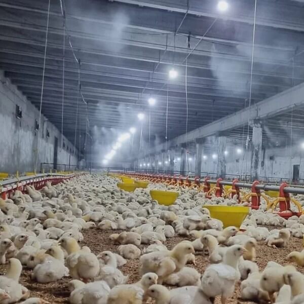 Охлаждение для курицы