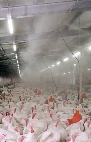 системи туманоутворення для птахофабрик