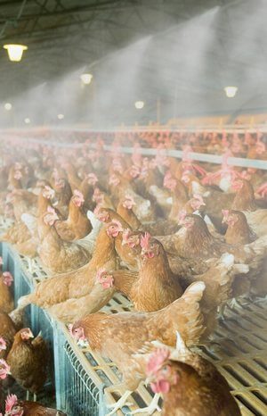 системи туманоутворення для птахофабрик