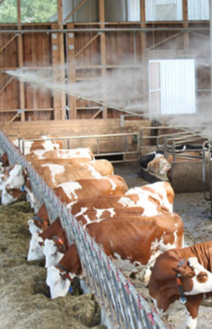 системи туману для тварин корів