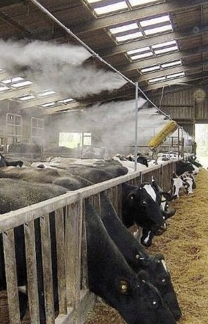 системи туману для корівника