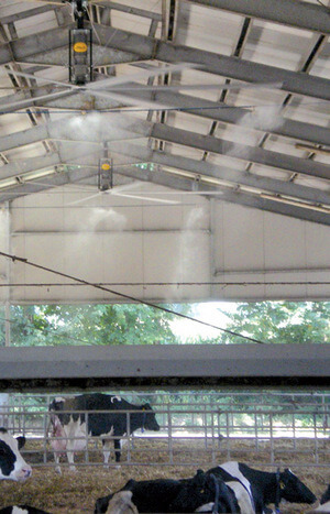 системи туману для корівника