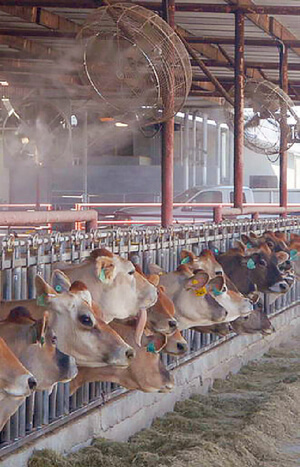 системи туману для рорів