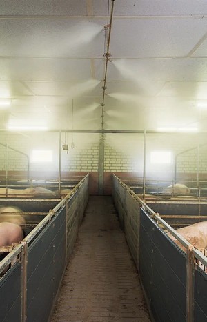 системы тумана в животноводстве