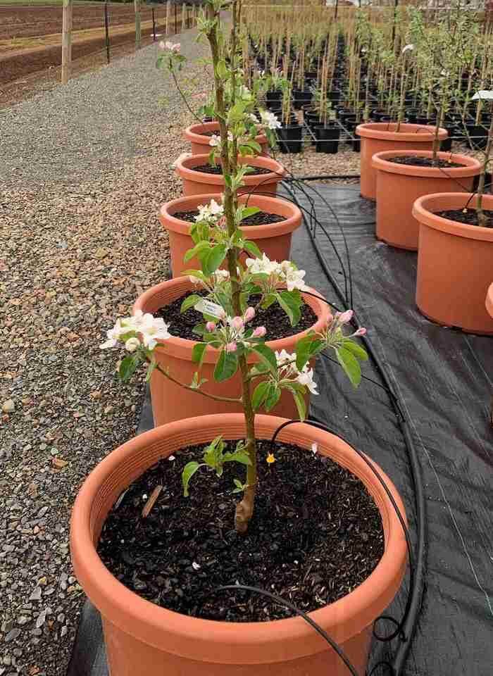 монтаж капельного полива Аквабуд