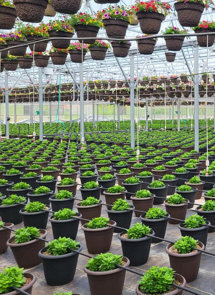 Капельная трубка для полива линейных посадок